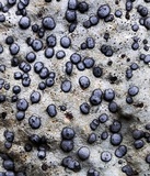 Porpidia albocaerulescens var. albocaerulescens image