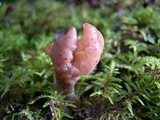 Gyromitra infula image