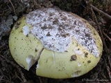 Amanita vernicoccora image