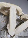 Amanita vernicoccora image