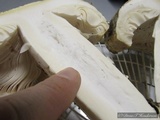 Amanita vernicoccora image