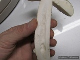 Amanita vernicoccora image