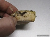 Amanita vernicoccora image