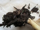 Pluteus petasatus image