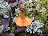 Lactarius thyinos image