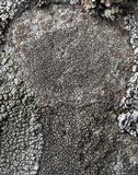 Miriquidica deusta image