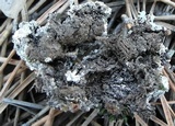 Diploschistes muscorum image