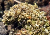 Cladonia robbinsii image