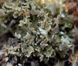 Cladonia robbinsii image