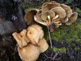 Pholiota squarrosa image