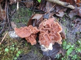 Gyromitra brunnea image