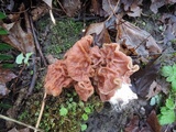 Gyromitra brunnea image