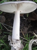 Amanita sect. Vaginatae image