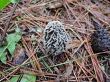 Morchella americana image