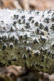 Eutypella leprosa image