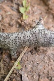 Eutypella leprosa image