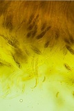 Eutypella leprosa image