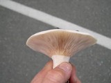 Lactarius controversus image