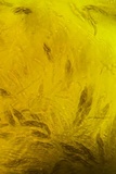 Eutypella leprosa image