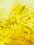 Eutypella leprosa image