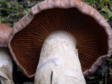 Cortinarius solis-occasus image