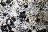 Image of Scytinium biatorinum