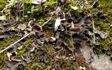 Peltigera elisabethae image