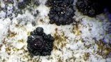 Scytinium biatorinum image