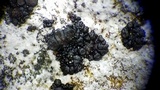 Scytinium biatorinum image