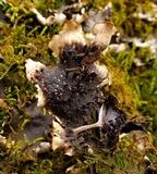 Peltigera elisabethae image