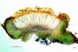 Scytinium biatorinum image