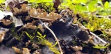 Peltigera elisabethae image