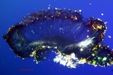 Scytinium biatorinum image