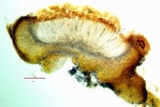 Scytinium biatorinum image