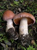 Cortinarius solis-occasus image