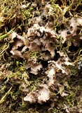 Nephroma helveticum image