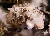 Nephroma helveticum image