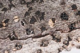 Eutypella leprosa image