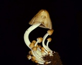 Psathyrella multipedata image