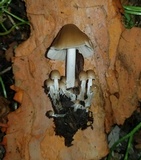 Psathyrella multipedata image