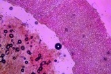 Psathyrella multipedata image