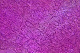Psathyrella multipedata image