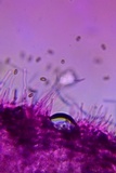 Psathyrella multipedata image
