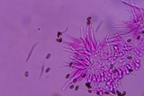 Psathyrella multipedata image