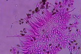 Psathyrella multipedata image