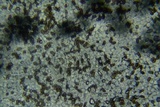 Psathyrella multipedata image