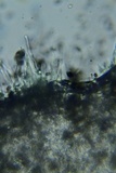 Psathyrella multipedata image