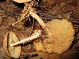 Gymnopus peronatus image