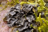 Leptogium cyanescens image