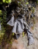 Leptogium cyanescens image